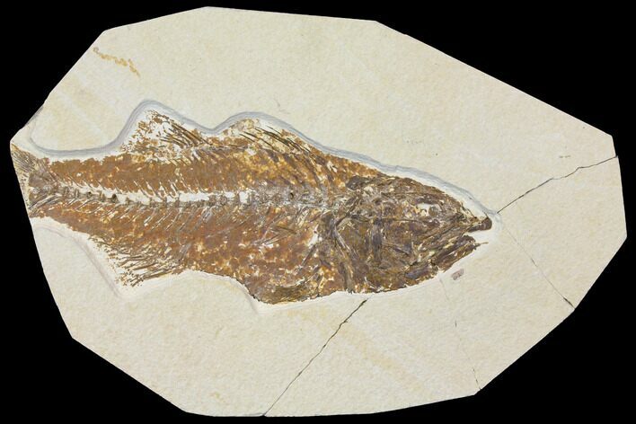 Bargain, Fossil Fish (Mioplosus) - Green River Formation #119450
